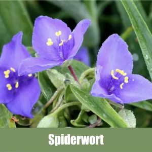 Spiderwort, Tradescantia